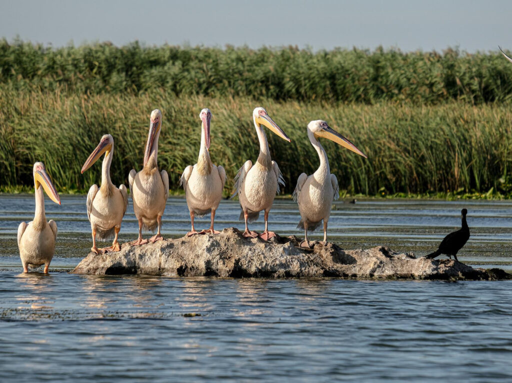 pelicans in romania
