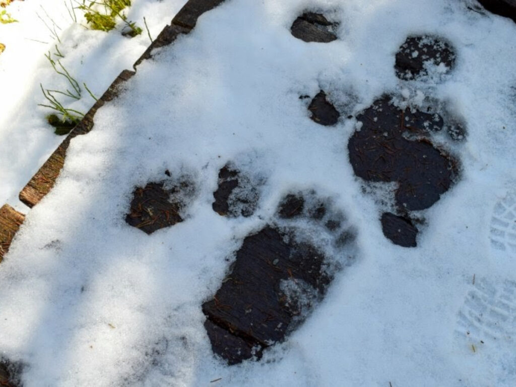 cool things romania bear hunting