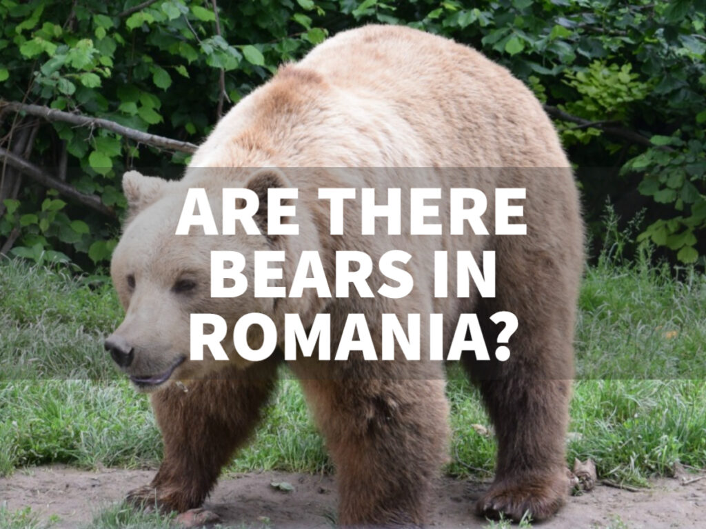 bears in Romania