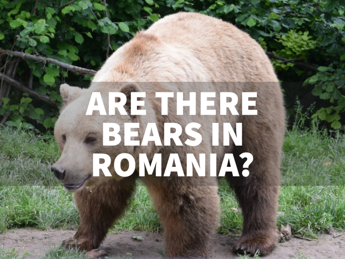 Are There Bears in Romania? - Romania Travel and Vacation