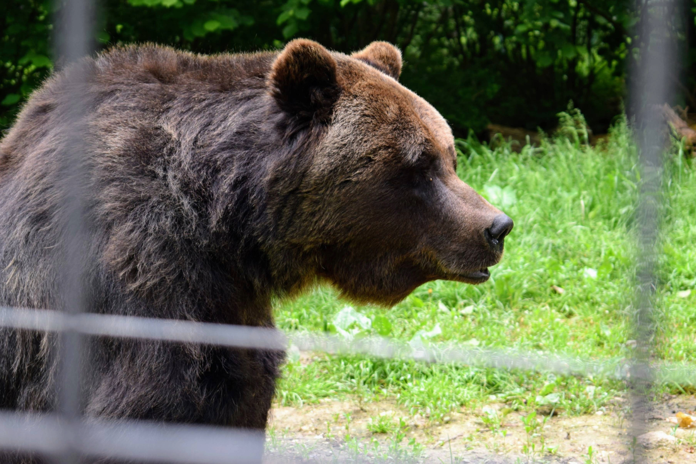 bear in romania