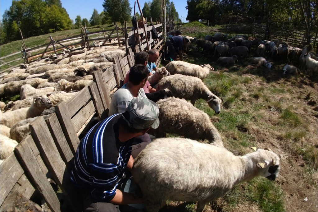 milking sheep in romania